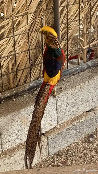 فزن فرعوني 0