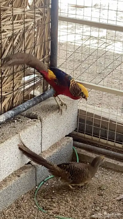 فزن فرعوني 3