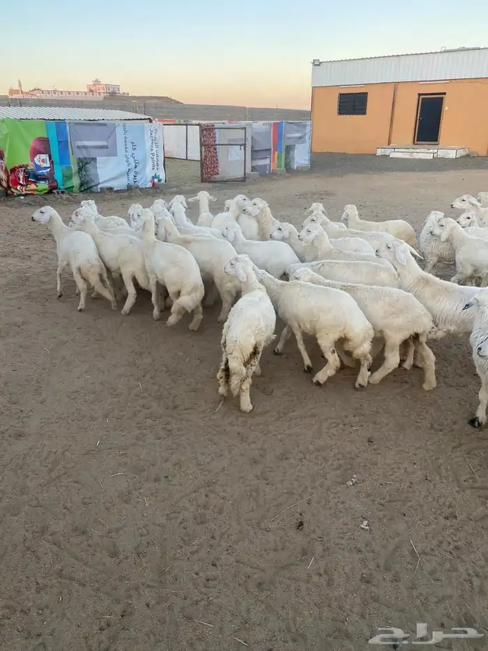 طليان مع خدمه الذبح والتوصيل 6