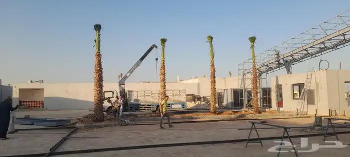 يوجد جميع انوع انخل ازينه والعربي 4