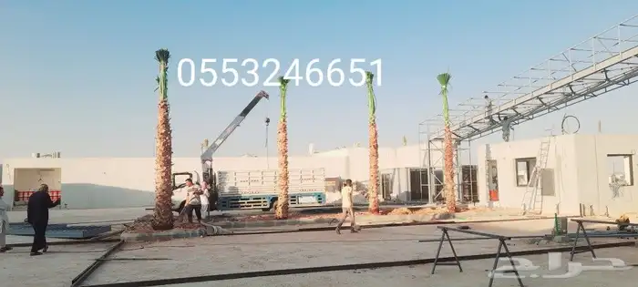 يوجد جميع انوع انخل ازينه والعربي 1