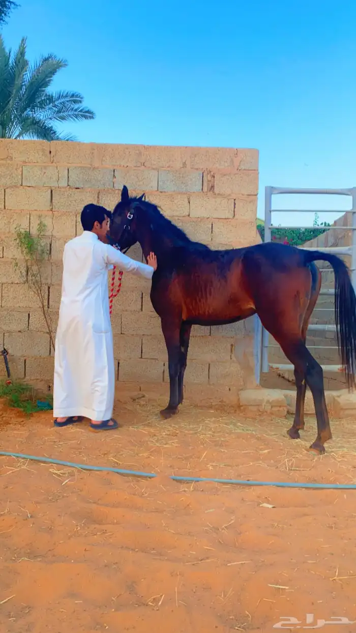 مهرة كميت حمراء (( تم البيع )) 9