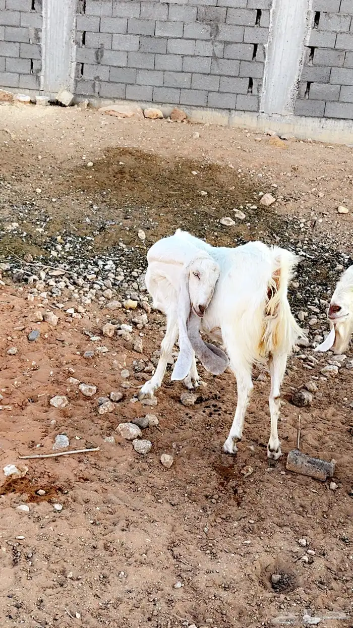 عنز هولنديه جرم فاخر وعالي. (تم البيع) 3
