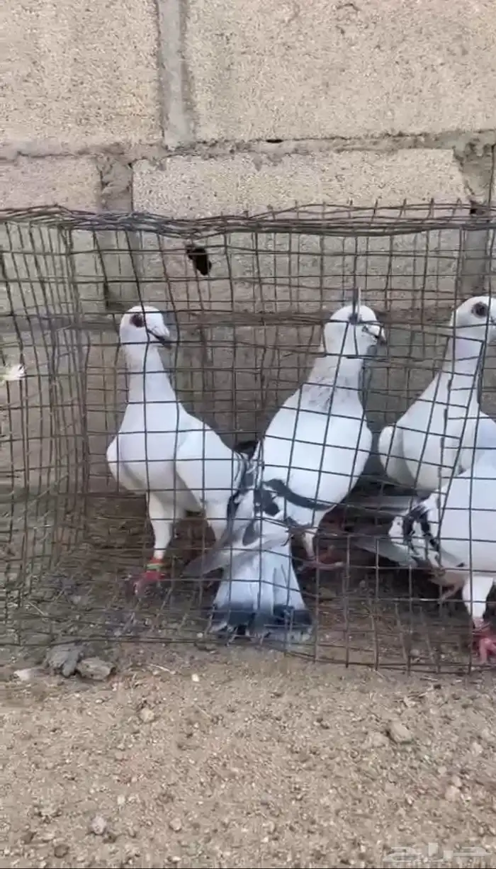 حمام شفرات 0