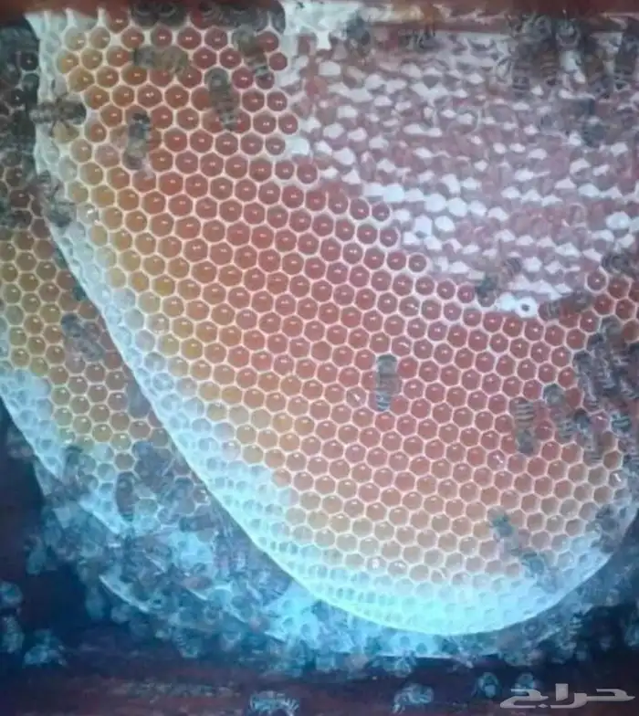 عسل سدر انتاج جديد 4