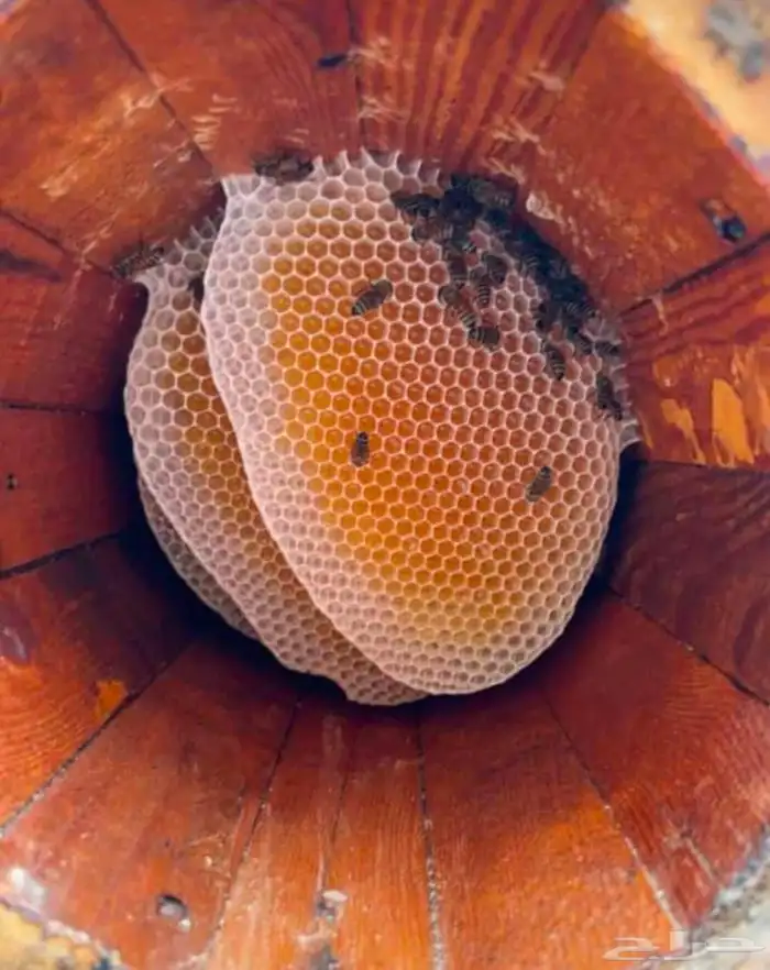 عسل سدر انتاج جديد 3