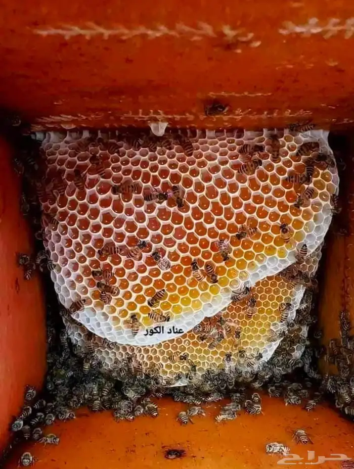 عسل سدر انتاج جديد 1