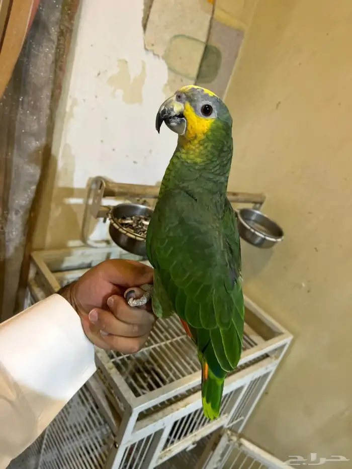 ببغاء امزوني مهجن جميل واليف ومتكلم 0
