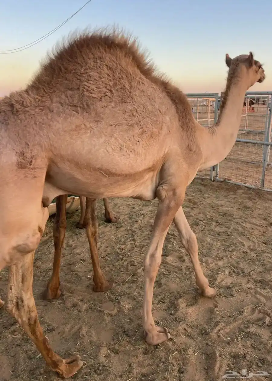 قعدان ساحلية طيبه جدا ومحصنه 4