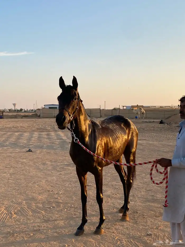 مهرة كميت حمراء (( تم البيع )) 7