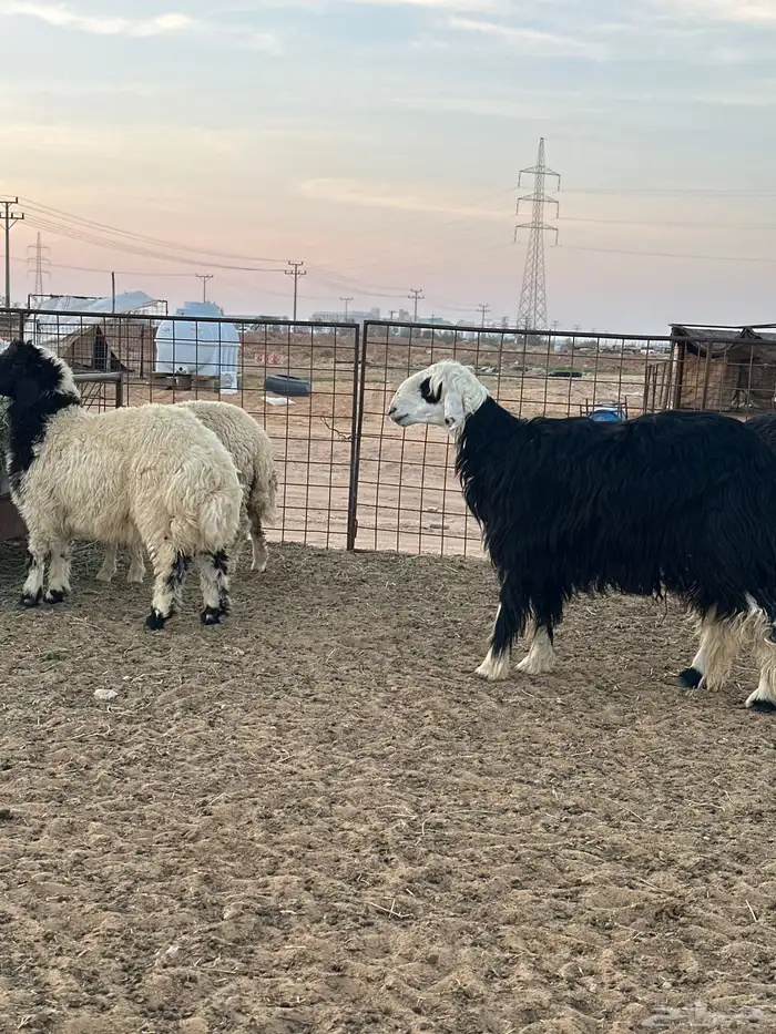 للبيع نواع ذبائح البريه 3