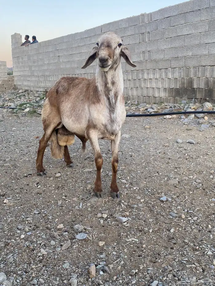 خروف فخل 1