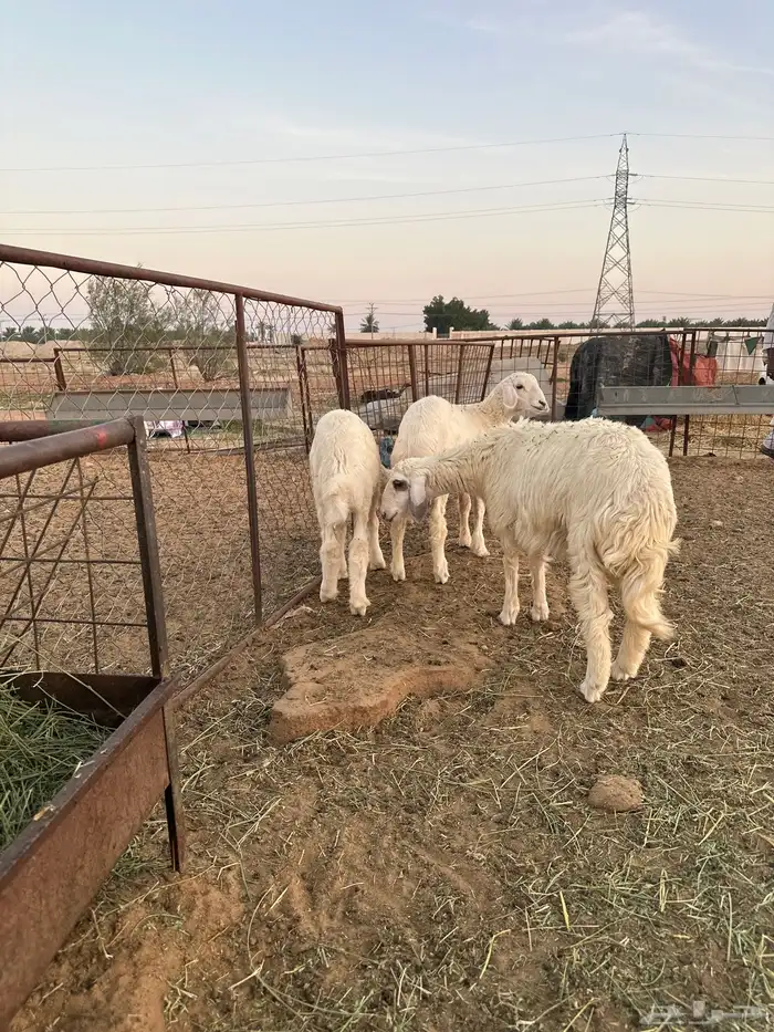 للبيع نواع ذبائح البريه 4