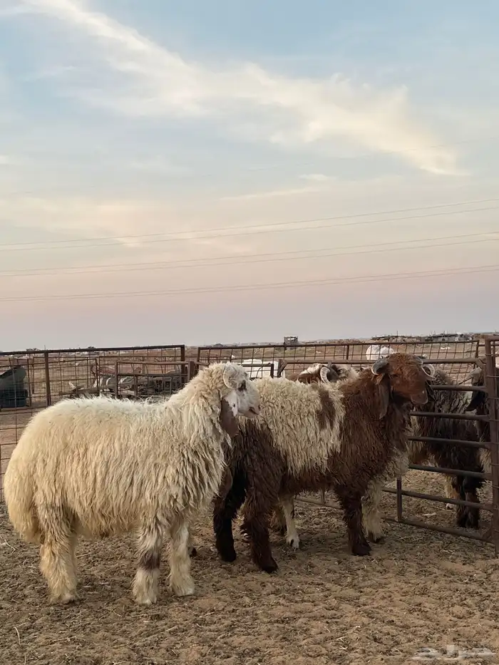 للبيع نواع ذبائح البريه 1