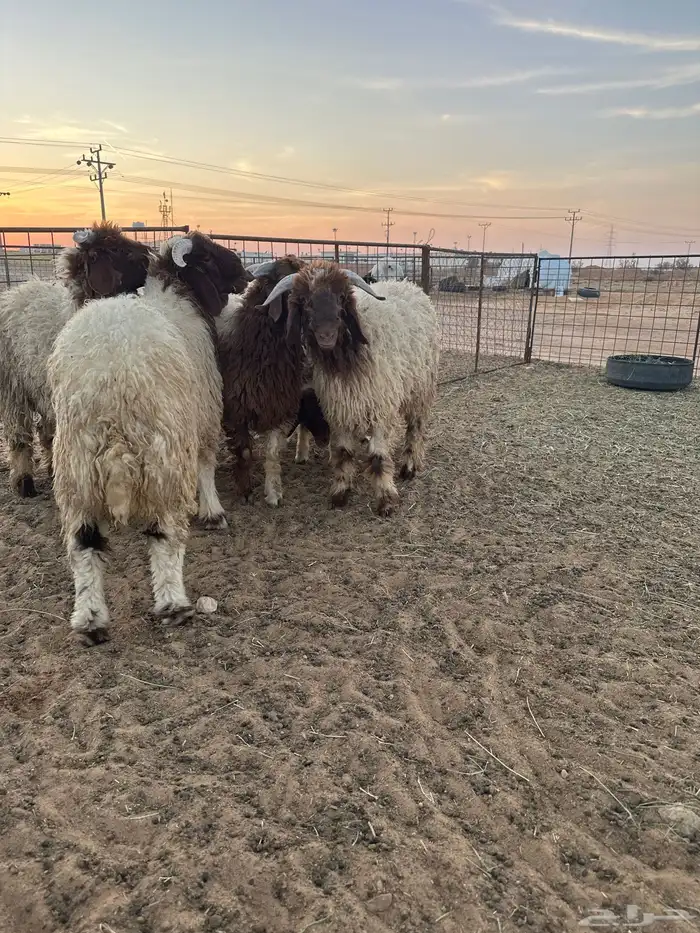 للبيع نواع ذبائح البريه 2