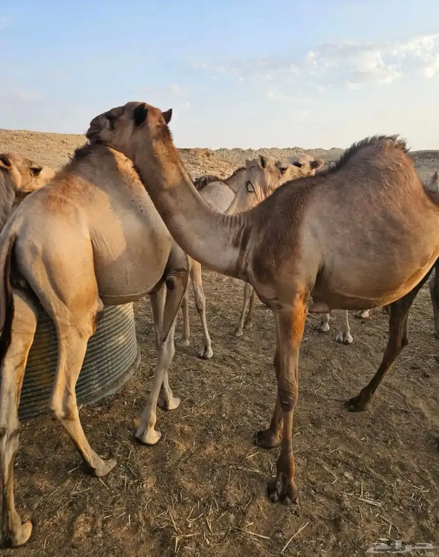 قعدان ساحلية طيبه جدا ومحصنه 5