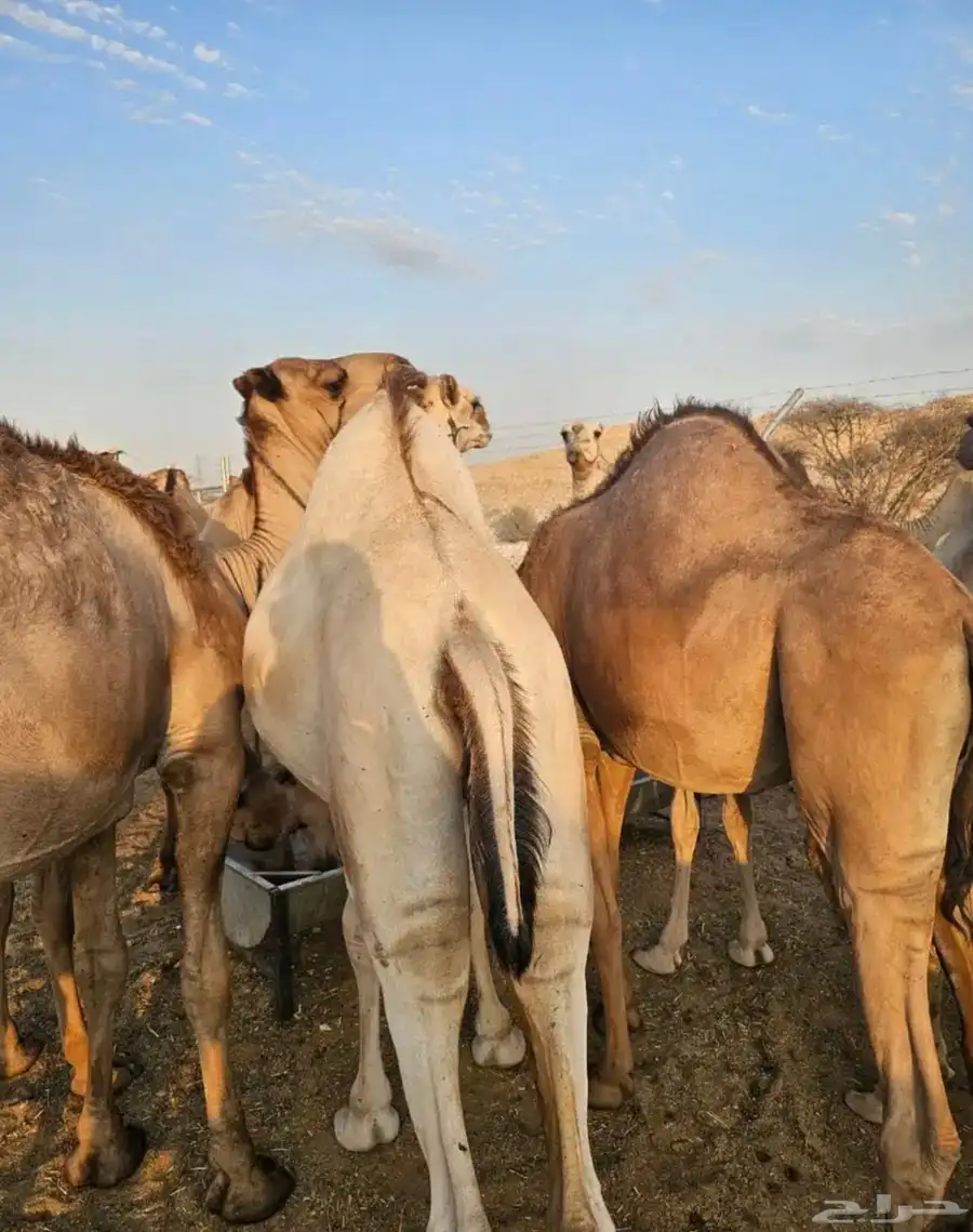 قعدان ساحلية طيبه جدا ومحصنه 2