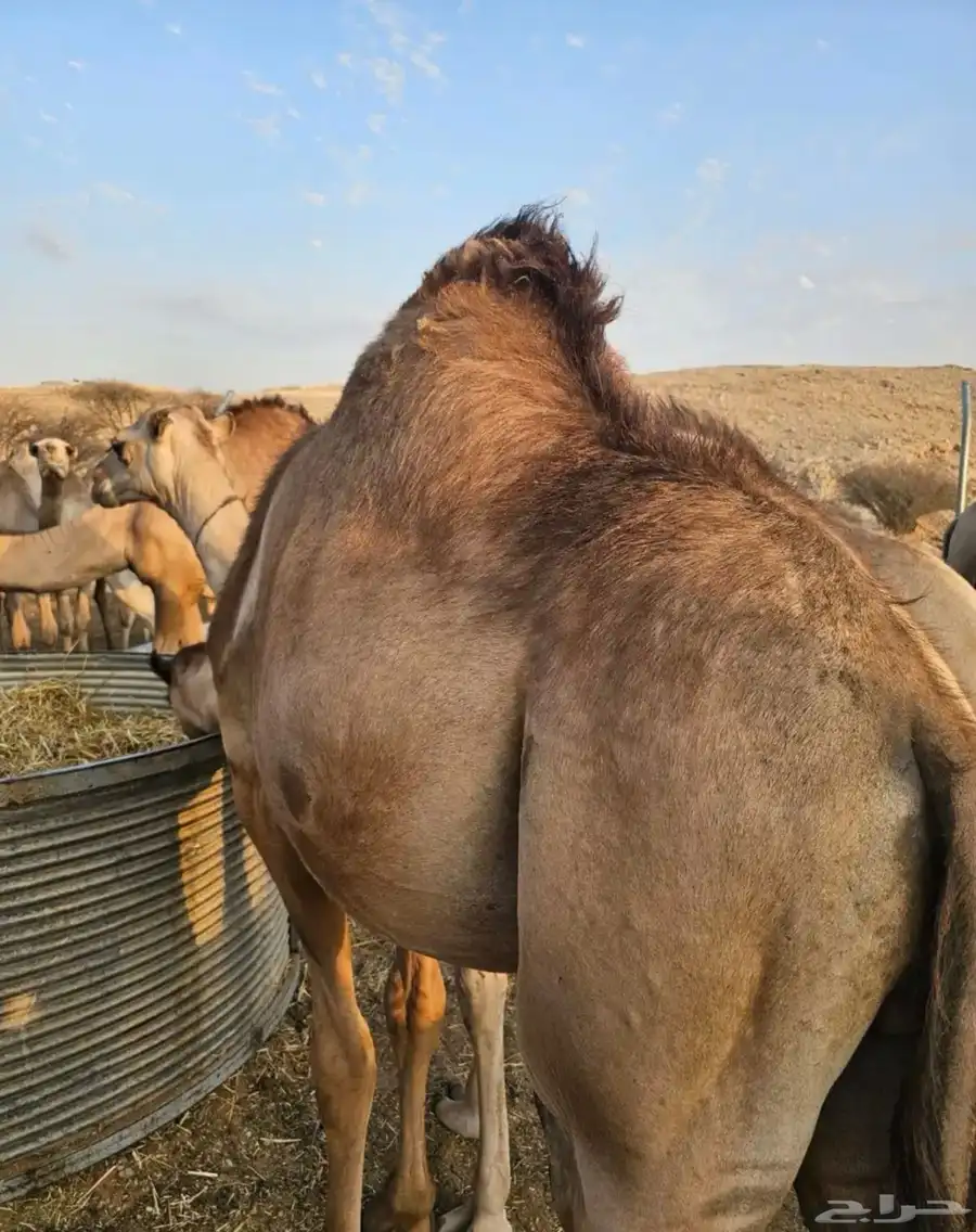 قعدان ساحلية طيبه جدا ومحصنه 3