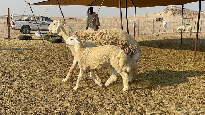 فحل حري صنف الصنف 5