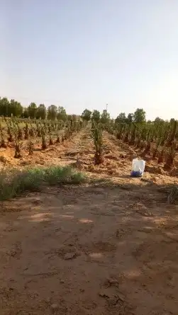 نقوم بشغل انوع النخيل قلع غرس تكريب نقل تحويض تنضيف عربي وشن 8