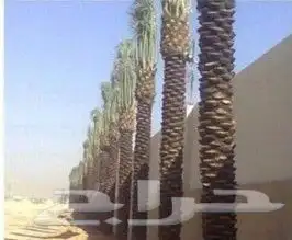 مقاول اعمال الشبوك والأرصفة الخرسانيه والربراب والنخيل 4