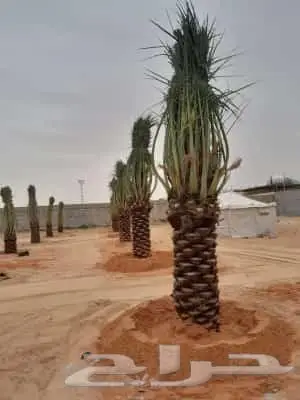 للبيع النخيل المثمر 0