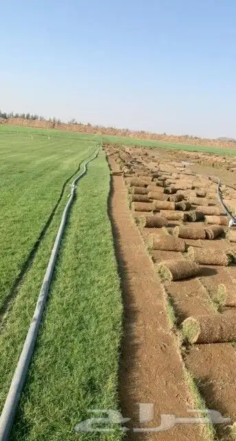 نجيل طبيعي 3