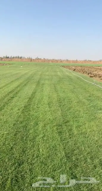 نجيل طبيعي 2