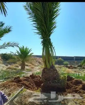 نخل صقعي وشيشي وخلاص وسكري درجه اولا 4