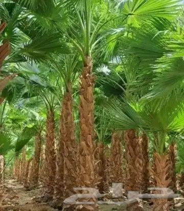 نخل عربي مثمر وواشنطني لزينه 4