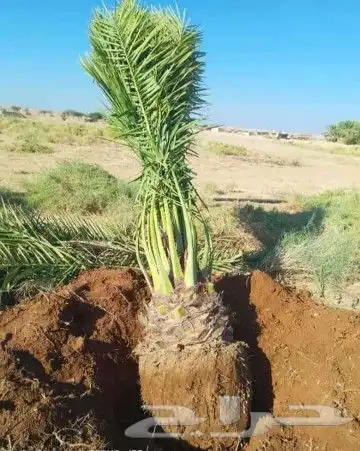نقوم بشغل انوع النخيل قلع غرس تكريب نقل تحويض تنضيف عربي وشن 1