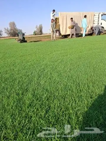 ثيل سي 2000 صافي وطبيعي جراده قولي 2