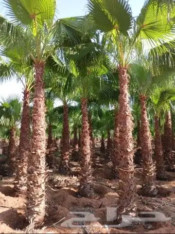 نقوم بشغل انوع النخيل قلع غرس تكريب نقل تحويض تنضيف عربي وشن 0