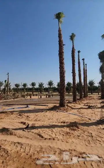 نقوم بشغل انوع النخيل قلع غرس تكريب نقل تحويض تنضيف عربي وشن 5