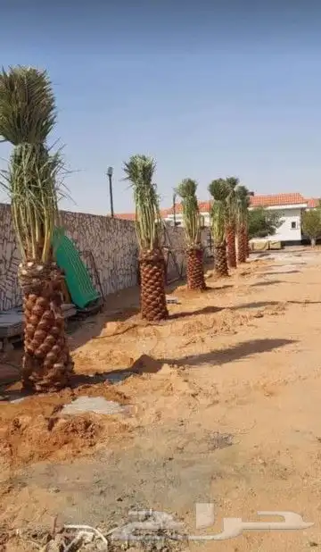 نقوم بشغل انوع النخيل قلع غرس تكريب نقل تحويض تنضيف عربي وشن 4