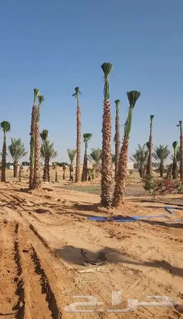 نقوم بشغل انوع النخيل قلع غرس تكريب نقل تحويض تنضيف عربي وشن 6