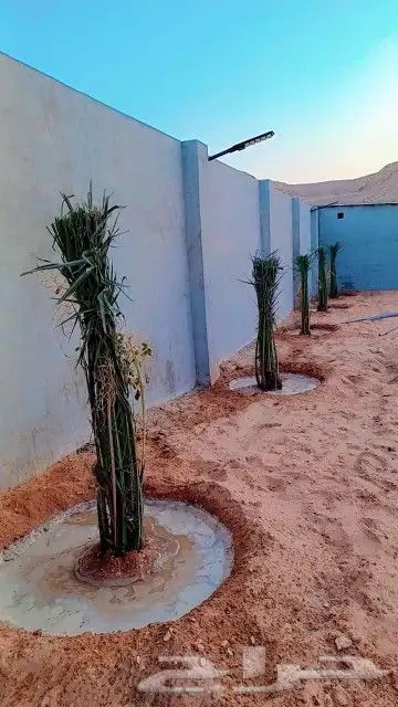 نقوم بشغل انوع النخيل قلع غرس تكريب نقل تحويض تنضيف عربي وشن 3