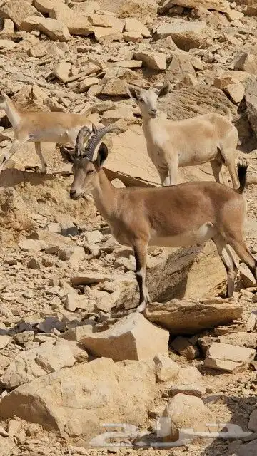 فحل هجين وعل مطور 0