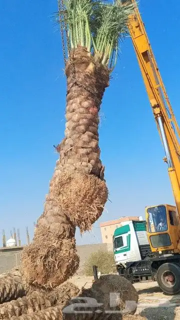 نخل للبيع عربي ووشنطني 1