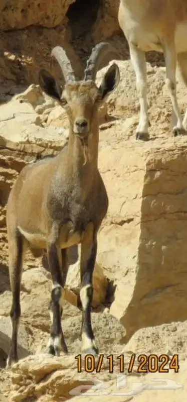 فحل هجين وعل مطور 2