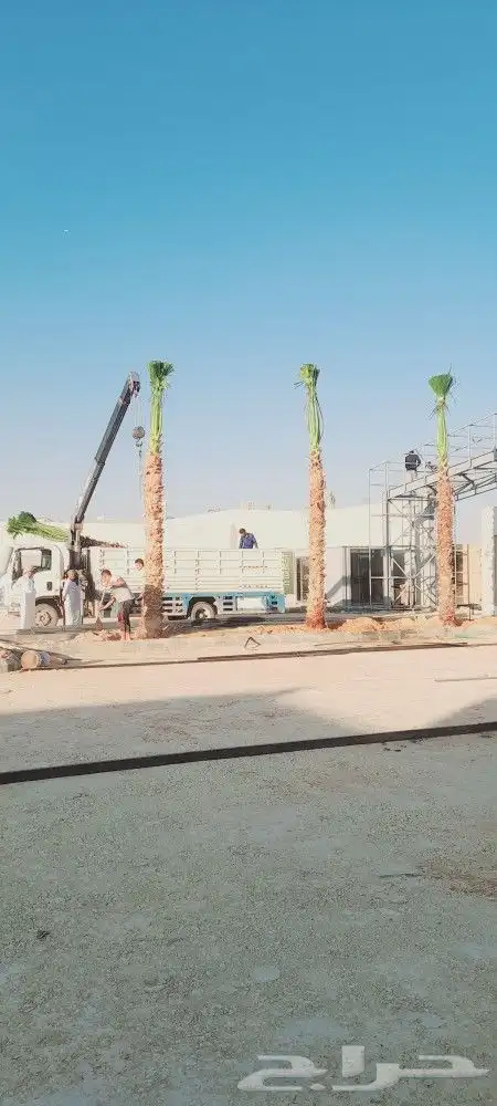 يوجد جميع انوع انخل ازينه والعربي 2