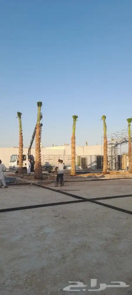 يوجد جميع انوع انخل ازينه والعربي 5