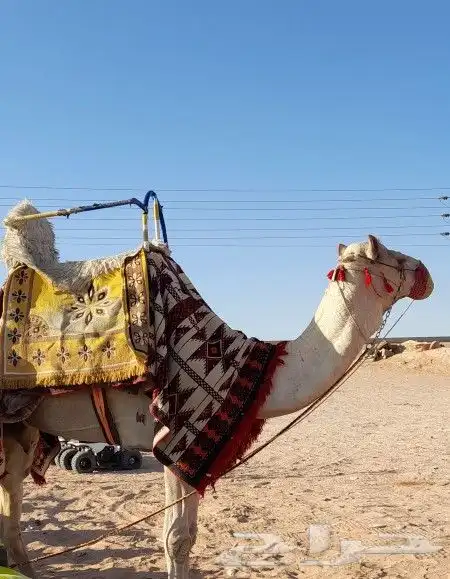 افلح من زكر الله يوجد لدينا ايجار جمال وخيل باليوم والاسبوع 0