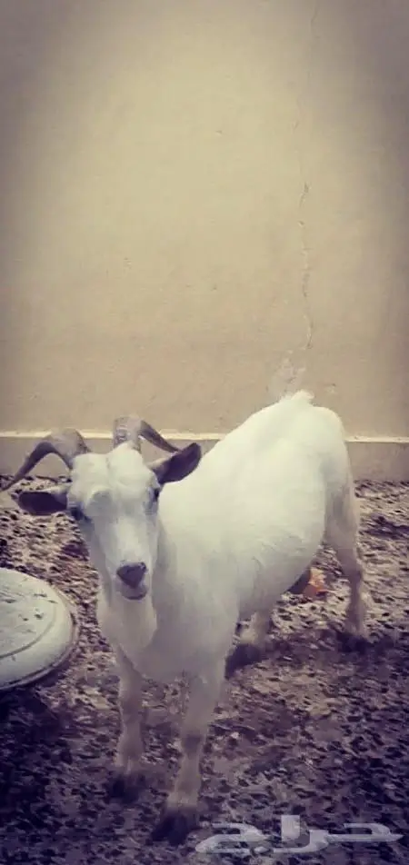ماعز ذكر 0