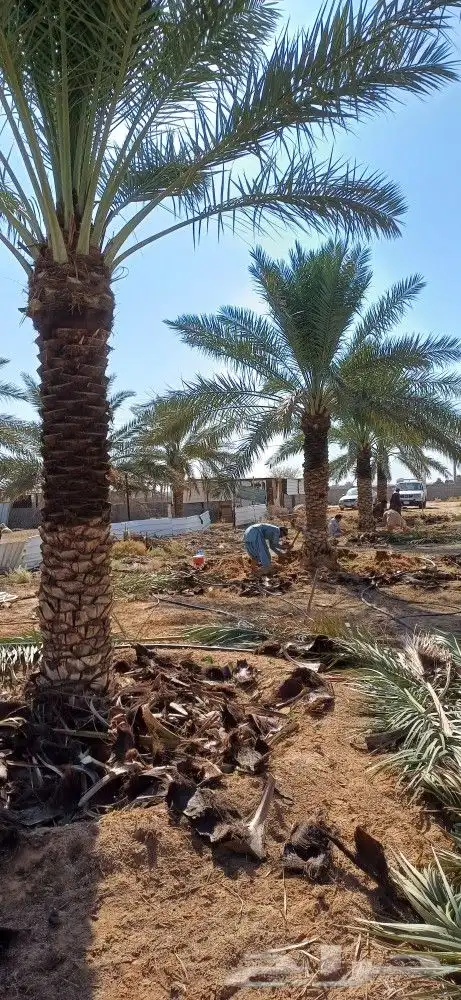 نخل للبيع عربي ووشنطني 7