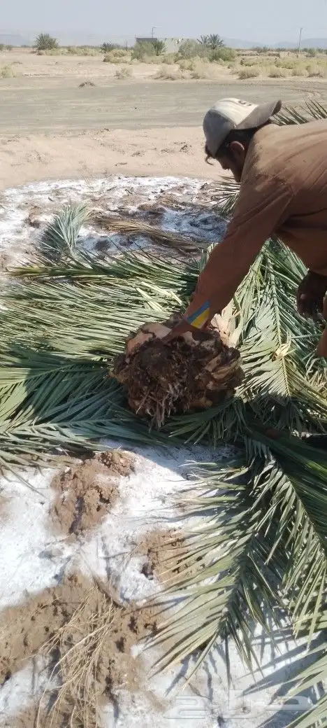 ودي نخل فسايل نخل شتل نخيل بانواع مختلفه 14