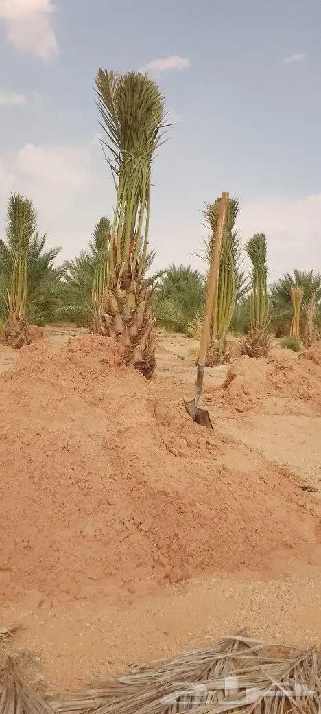 ودي نخل فسايل نخل شتل نخيل بانواع مختلفه 17