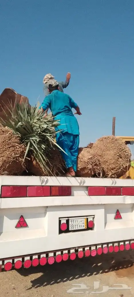 ودي نخل فسايل نخل شتل نخيل بانواع مختلفه 8