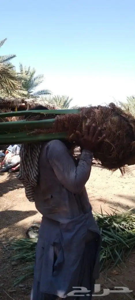 ودي نخل فسايل نخل شتل نخيل بانواع مختلفه 0