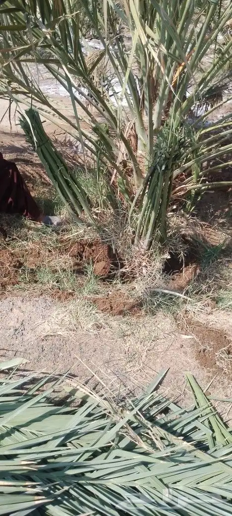 ودي نخل فسايل نخل شتل نخيل بانواع مختلفه 12